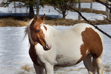 Fototapeta premium Pretty horse in a Quebec field in the Canadian winter