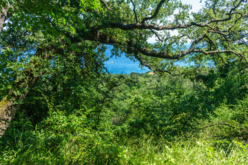 Dense thickets on the Black Sea near Yalta