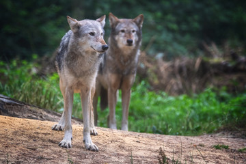 Naklejka na ściany i meble A pair of Mackenzie Valley wolves