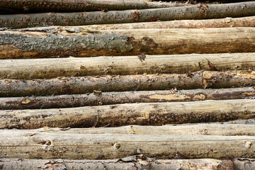 Sawn tree trunks