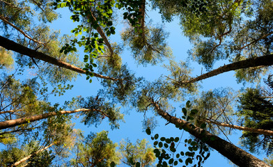 a view through the treetops to a summery sky
