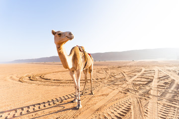 Camel wahiba sands