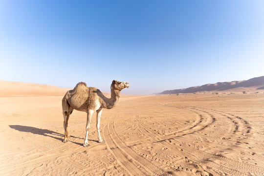 Oman Camel