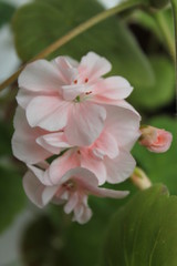 flowering pink geranium