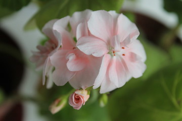 flowering pink geranium