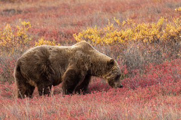 Grizzly Bear on the Tundra in Alaska in Autumn