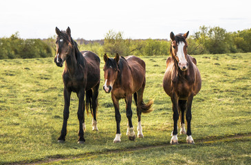three beautiful sorrel horses standing in a pasture