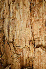 Old and weathered wood 