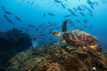 Turtle Oman 3