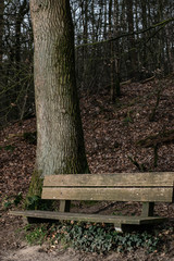 A Bench in dutch forest