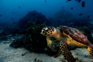 Turtle Oman