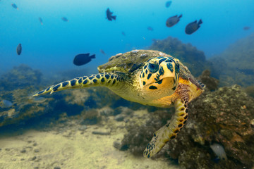 Turtle Oman 2