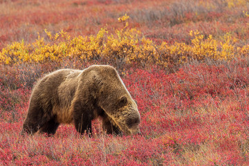 Grizzly Bear on the Tundra in Alaska in Autumn