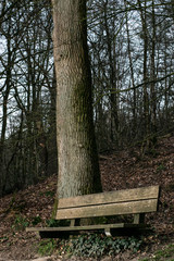 A Bench in dutch forest