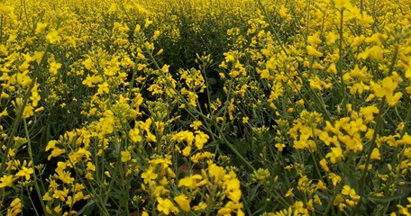 yellow field of flowers
