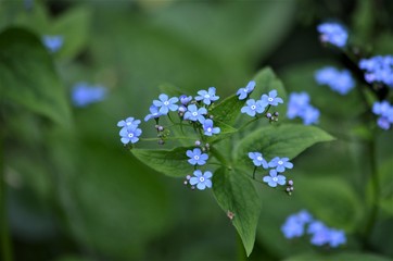 Abstract background of flowers. Close-up.