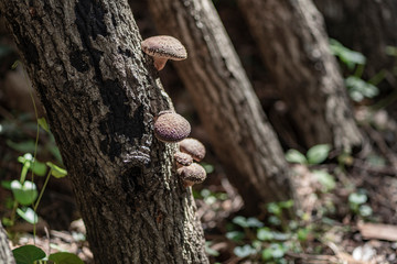 しいたけの原木栽培
