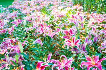Pink lily flower in botanical garden