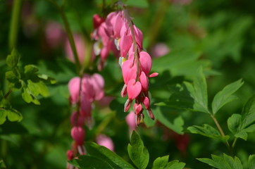 Abstract background of flowers. Close-up.