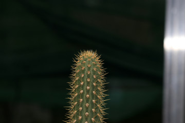 Close up of cactus spine against dark background