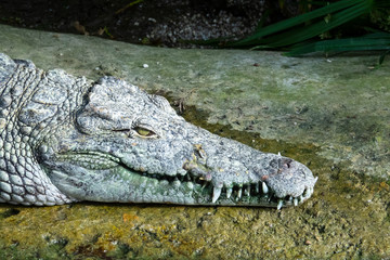 tête et crocs d'un Crocodile du Nil