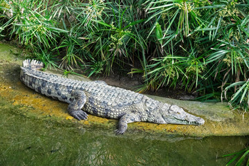 Crocodile du Nil se reposant prêt de l'eau