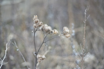 Dried thistles, flowers, grass with bokeh effect