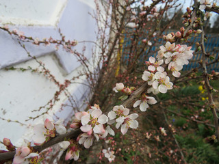Blooming prunus tomentosa in early spring
