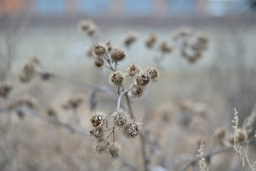 Dried thistles, flowers, grass with bokeh effect