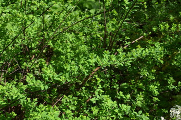 Obraz premium Abstract background of flowers. Close-up.