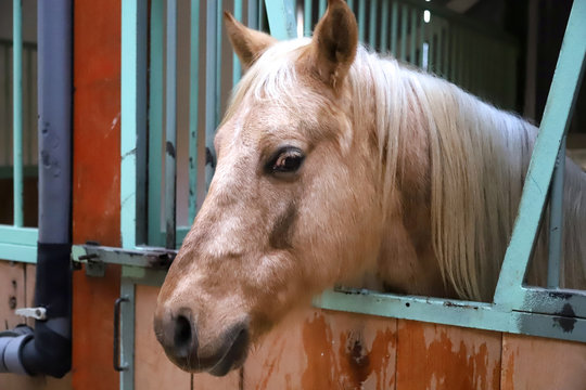 Riding school horse in stable in his aviary through the cage