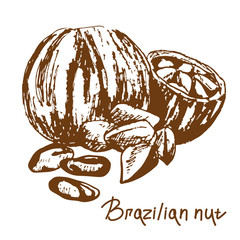 Brazilian nut. Graphic illustration, Hand drawn, brown sketch, handwritten text