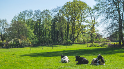 Cows laying in grass