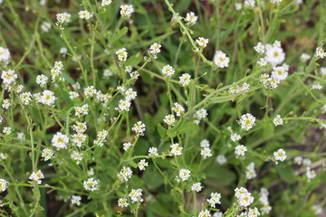 белые цветы