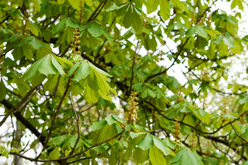 Springtime, new and fresh green leaves