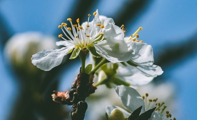 Kwiat wiśni  © Artur
