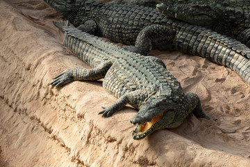 Crocodile du Nil ouvrant la gueule