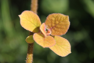 Kiwifruit bud branch and leaves during springtime