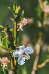 Kwiat wiśni  © Artur