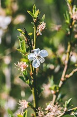 Kwiat wiśni  © Artur