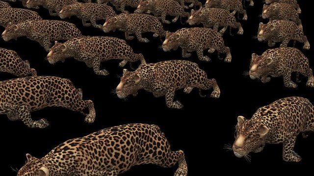 running leopards, animation, transparent background