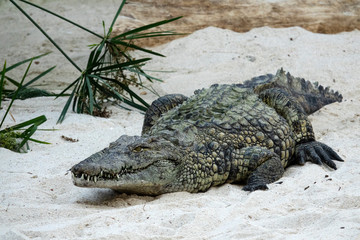 Crocodile du Nil dans le sable