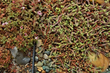 Abstract background of flowers. Close-up.