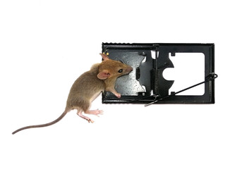 Dead wild house mouse in a mousetrap on a white background.
