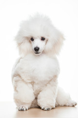 image of dog white background 