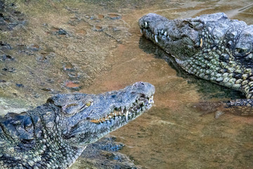 Têtes de Crocodiles du Nil