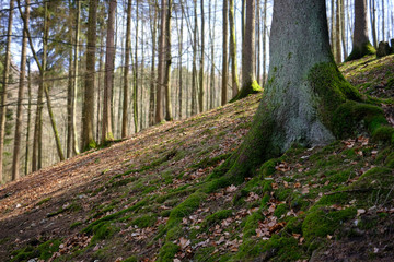 Fototapeta premium A beautiful tree on a slope in the nature park