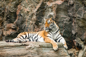Fototapeta na wymiar The tiger (Panthera tigris) is the largest species among the Felidae and classified in the genus Panthera. 