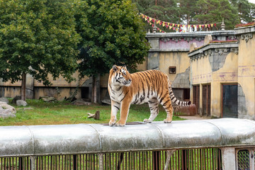 The tiger (Panthera tigris) is the largest species among the Felidae and classified in the genus...