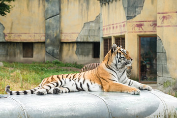 The tiger (Panthera tigris) is the largest species among the Felidae and classified in the genus...